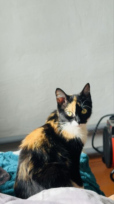 Трехцветные кошка и котята