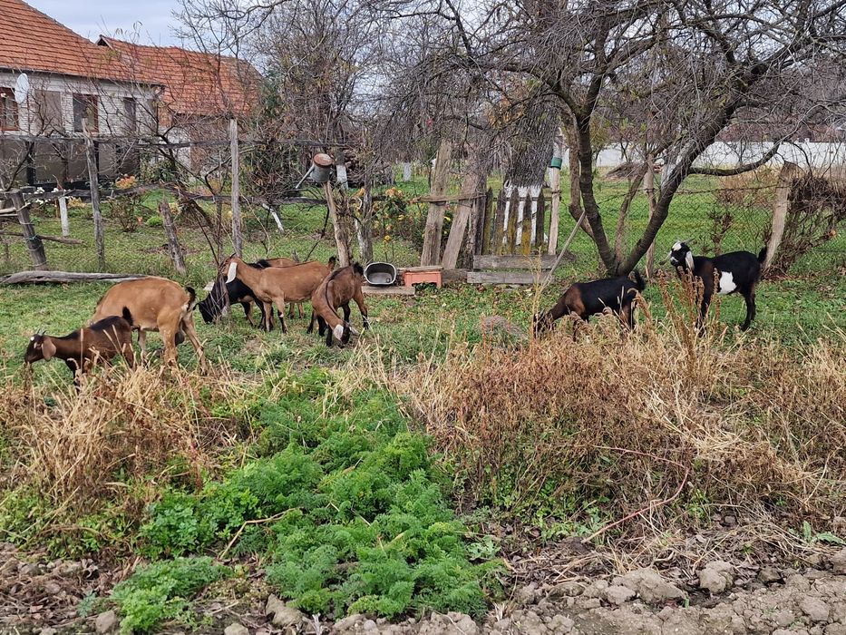 Vând 6 ieduțe metis Anglo-Nubian + 1 țap