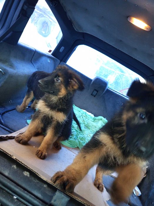 Продавам Немски овчарки