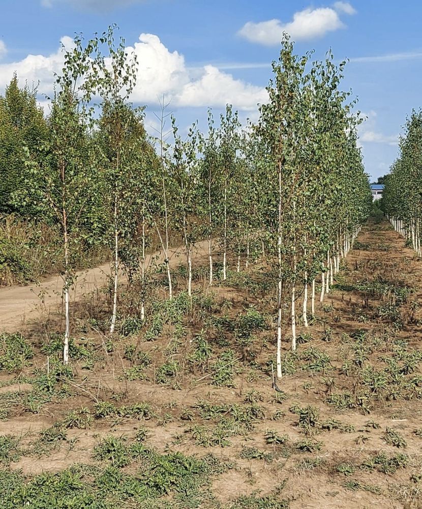 Copaci, mestecan, tei, platan transport si plantare gratuita