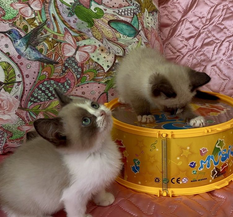 Рагдол / Регдол Ragdoll