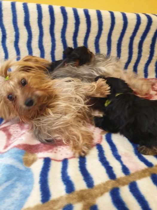 Adopție băiețel și fetiță York