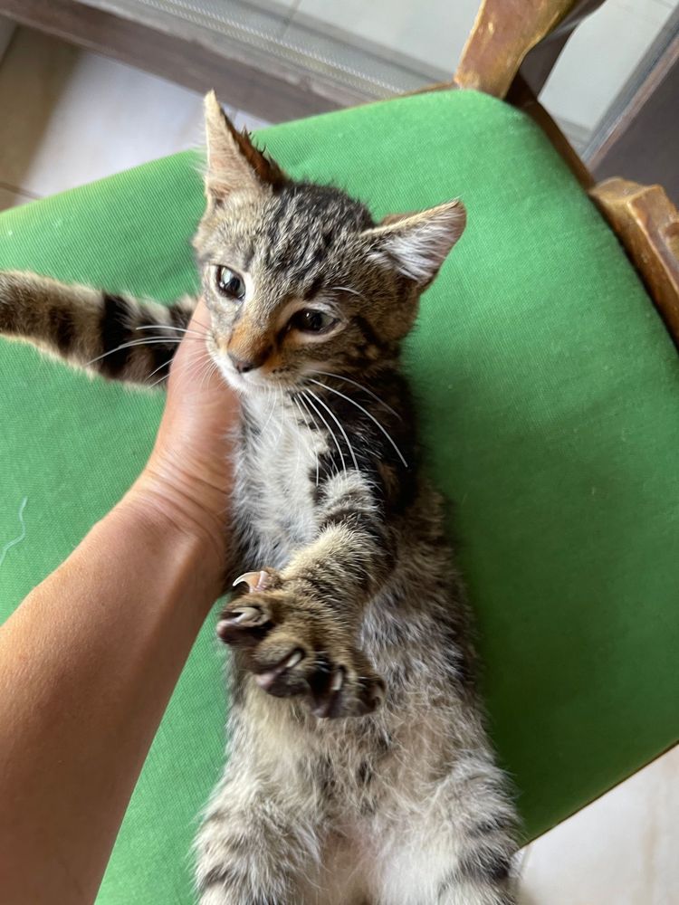 Toby - cel mai dulce si lipicios motanel, pt adoptie