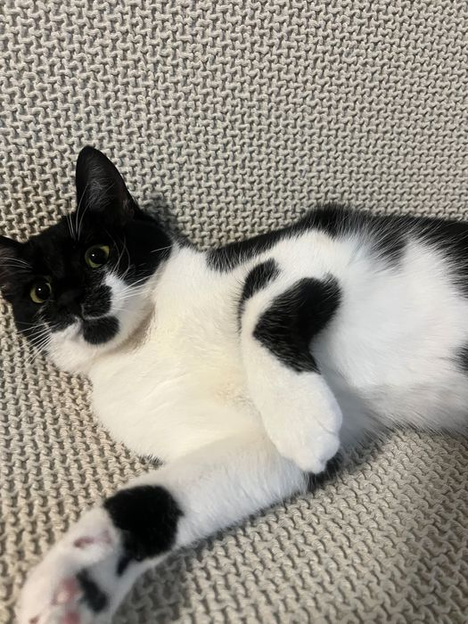 Adoptie pisicuta 4 luni sterilizata