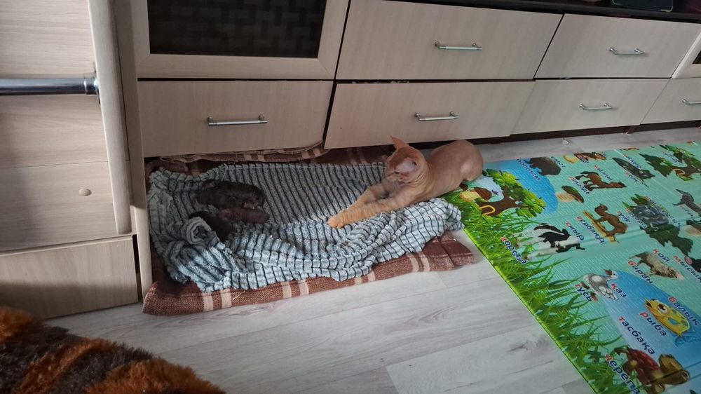 Отдам котенка сфинкс