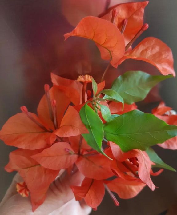 Комнатные растения