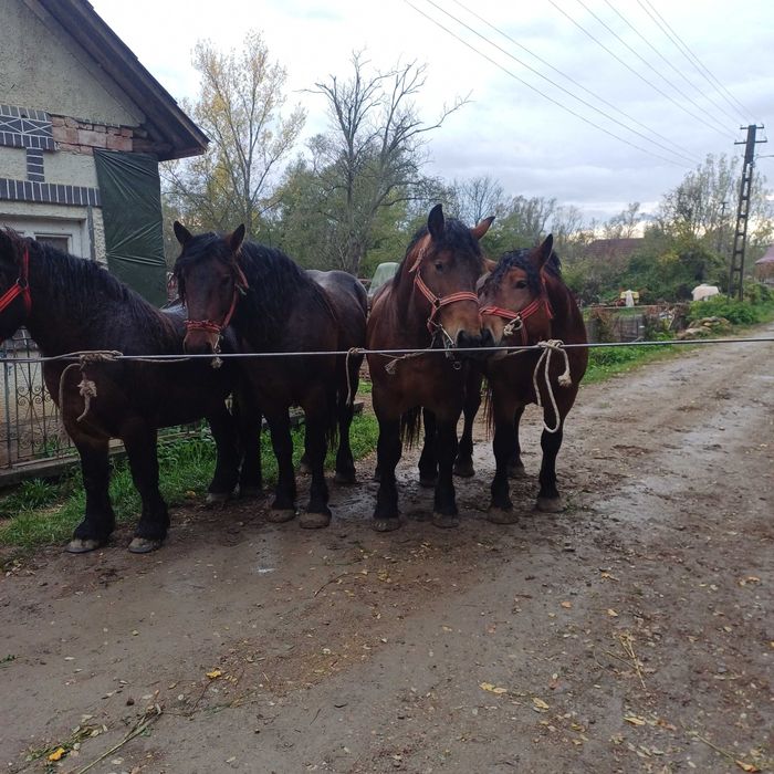 Vand armasarii 2anii