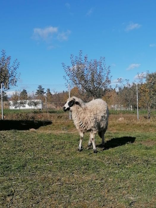 Miei de vânzare 17 lei kg.