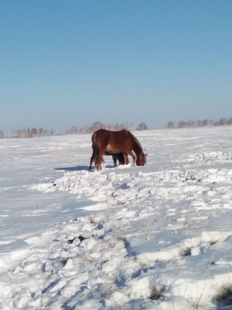 Продам бие,байталдар на племя