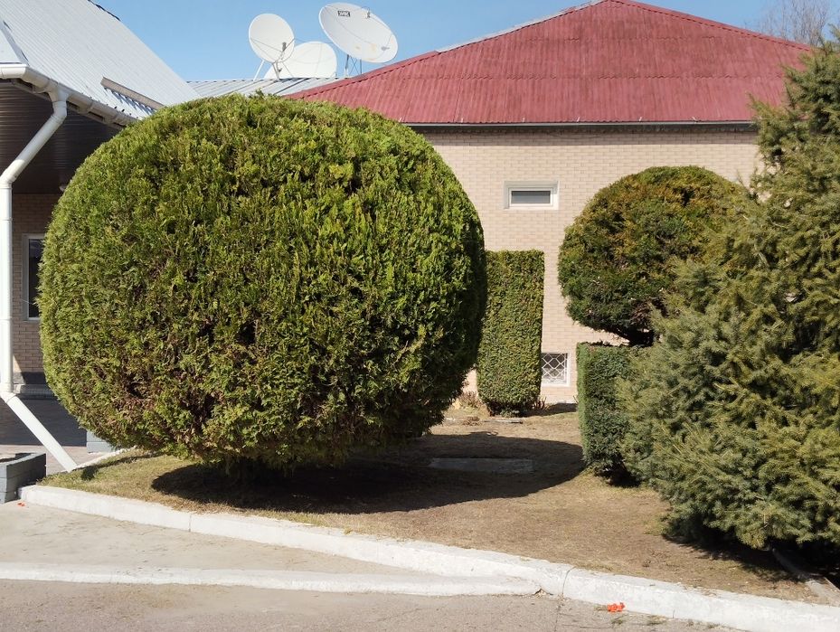 Обрезка плодовых деревьев,чистим участок.