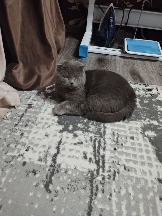 Катенок мальчик 7мецечный