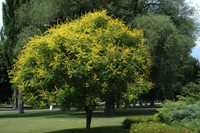 Seminte Otetar galben - flori exotice