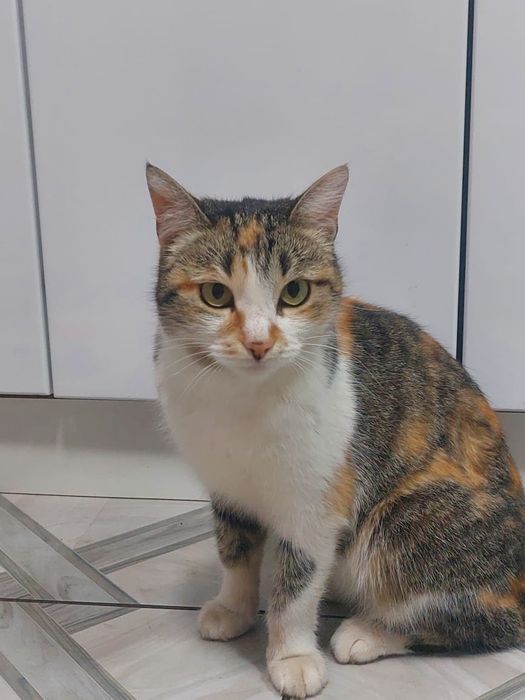 Отдам кошку в хорошие руки