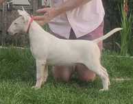 vand bull terrier