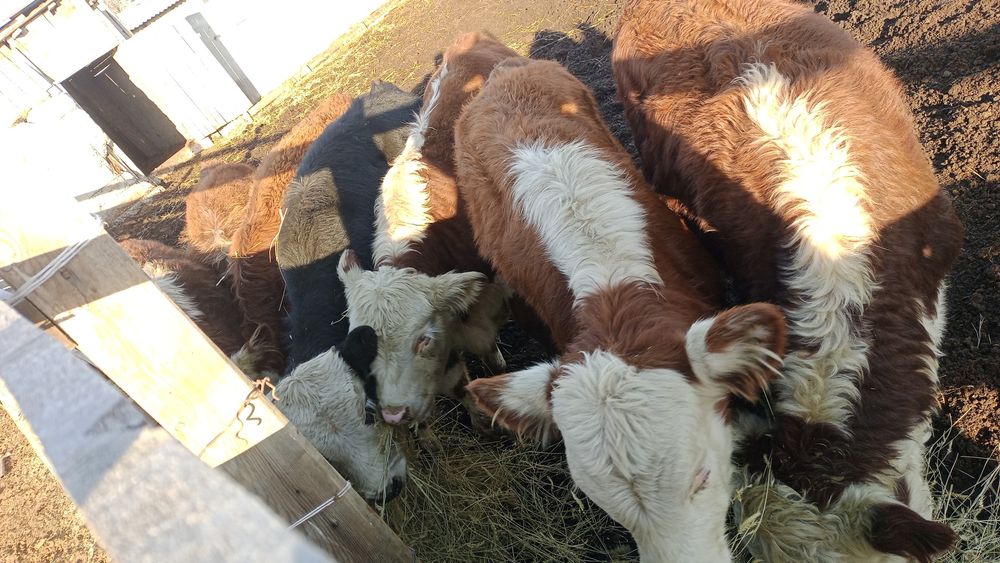 Продам бычков 15голов