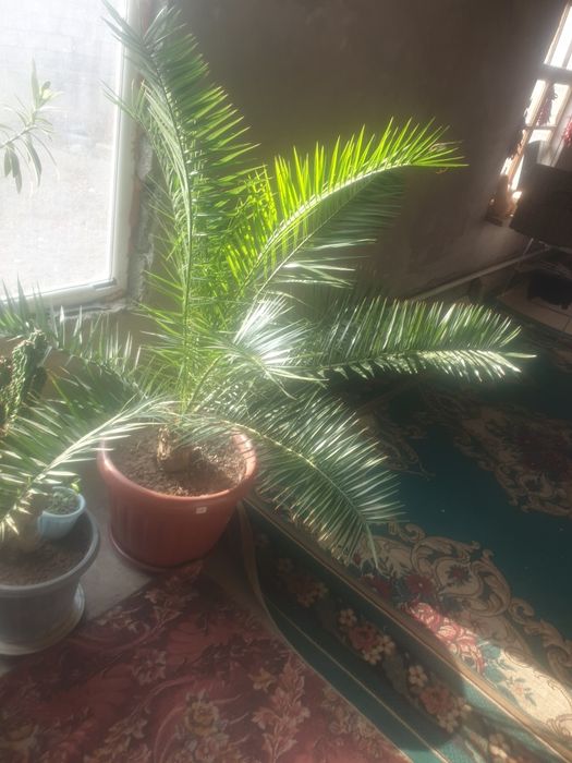 Домашняя высокая пальма