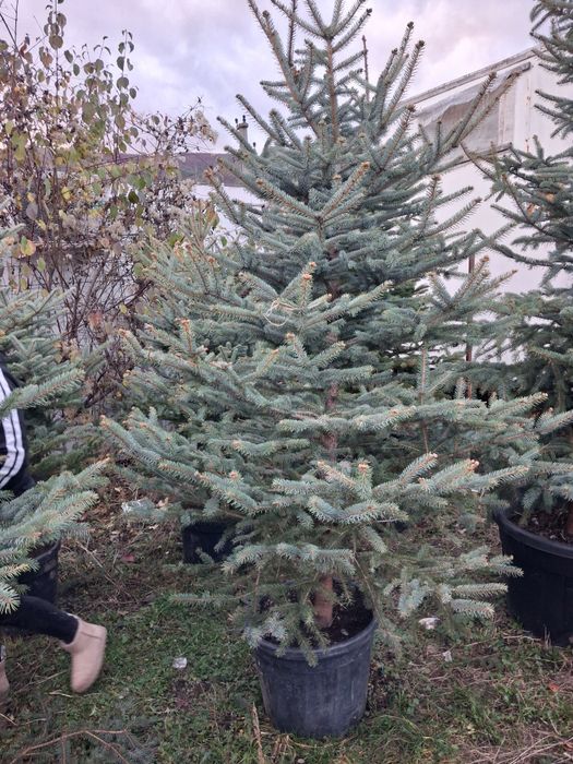 Vând plante ornametale