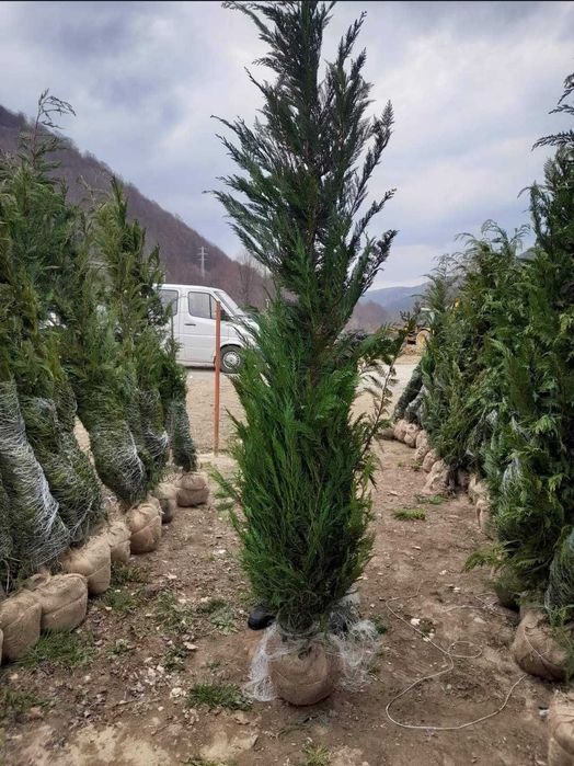 Tuia leylandii Tuia smarald