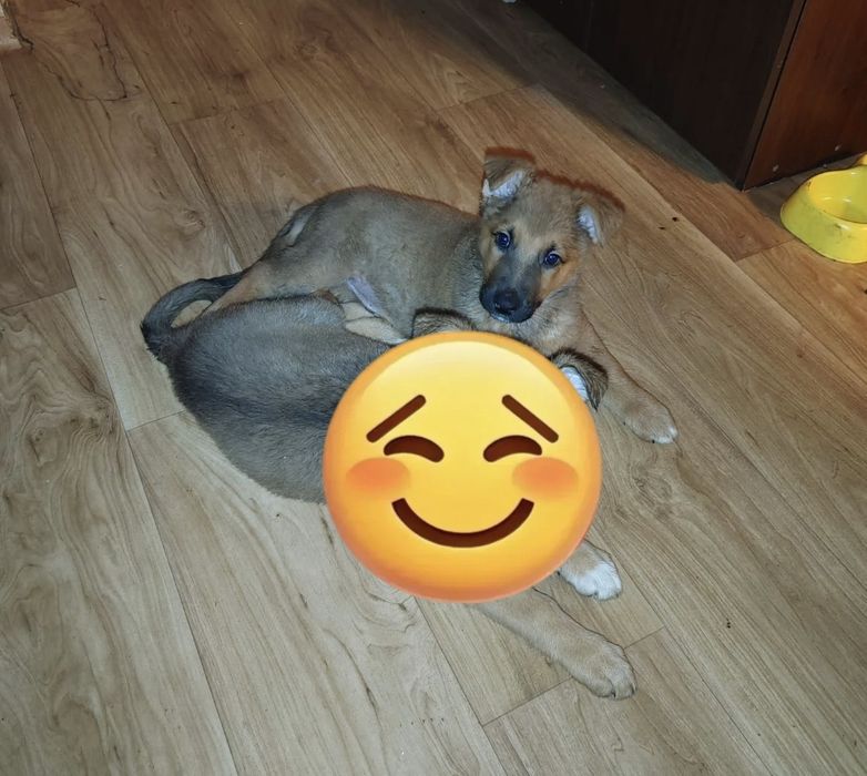 Adoptie , pui mascul talie medie/mare