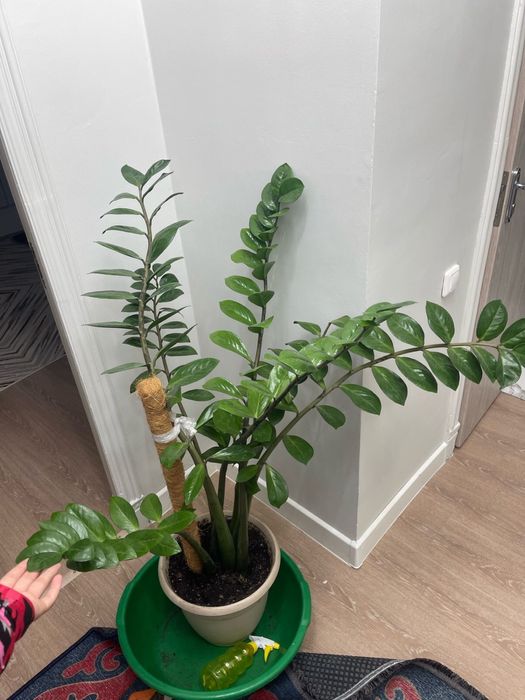 Продам замикулькас ухоженный