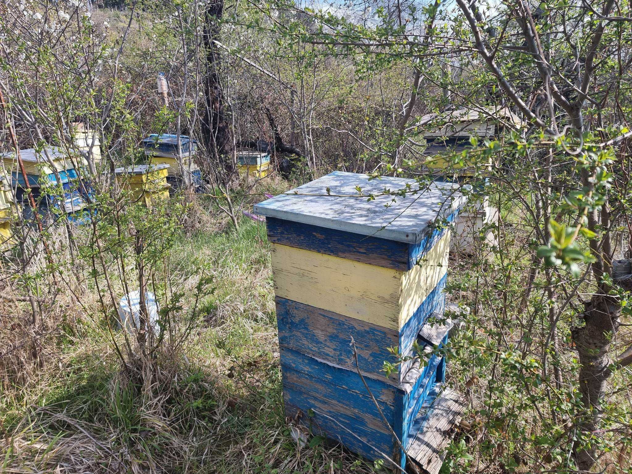 Пчелни кошери с магазините дан блан