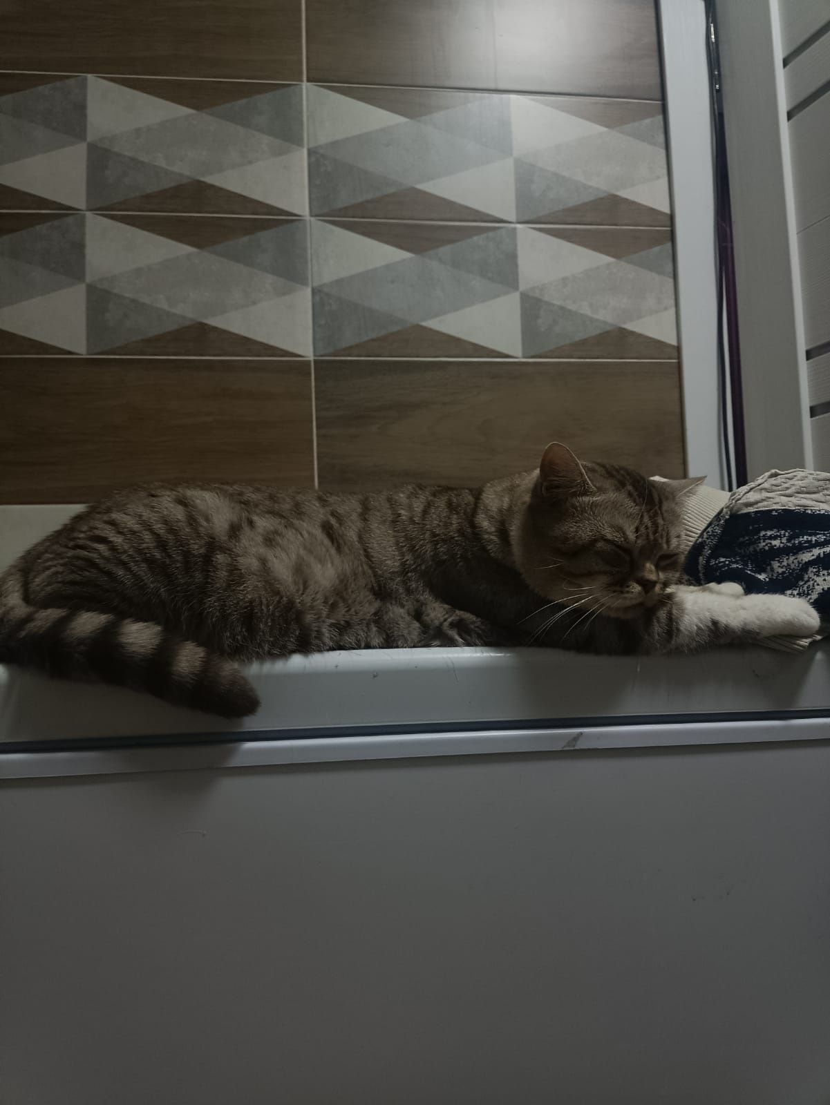 Продам породистую кошечку