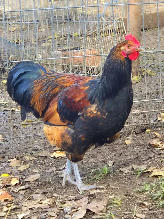 Ocazie!! Cocosi tineri rasele Brahma , Australorp, Vorverk