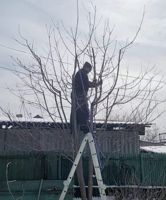 Обрезка плодовых деревьев