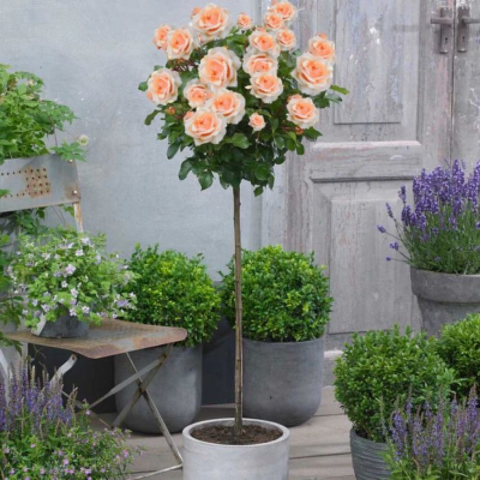 Pomi Ornamentali trandafitri  de tip pomisor