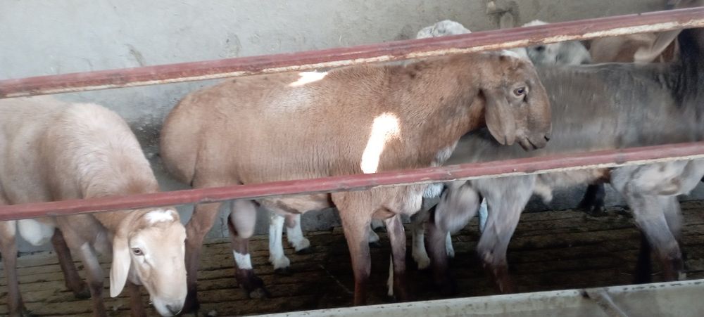 Киргиз катта кучкорлар уругликка