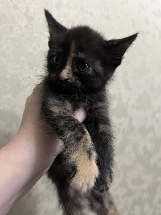 Отдам котят 1,5 месяца