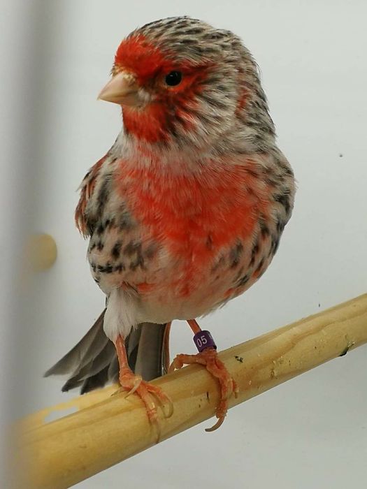 canari tineret,masculi,femele ,hibrizi