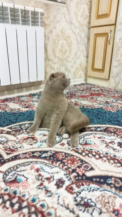 Skotish fold toza qon o'g'il bola liloliy aqilliy latokni 5+ biladi
