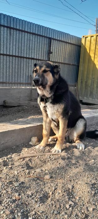 7 айлық алабай  сатылады.