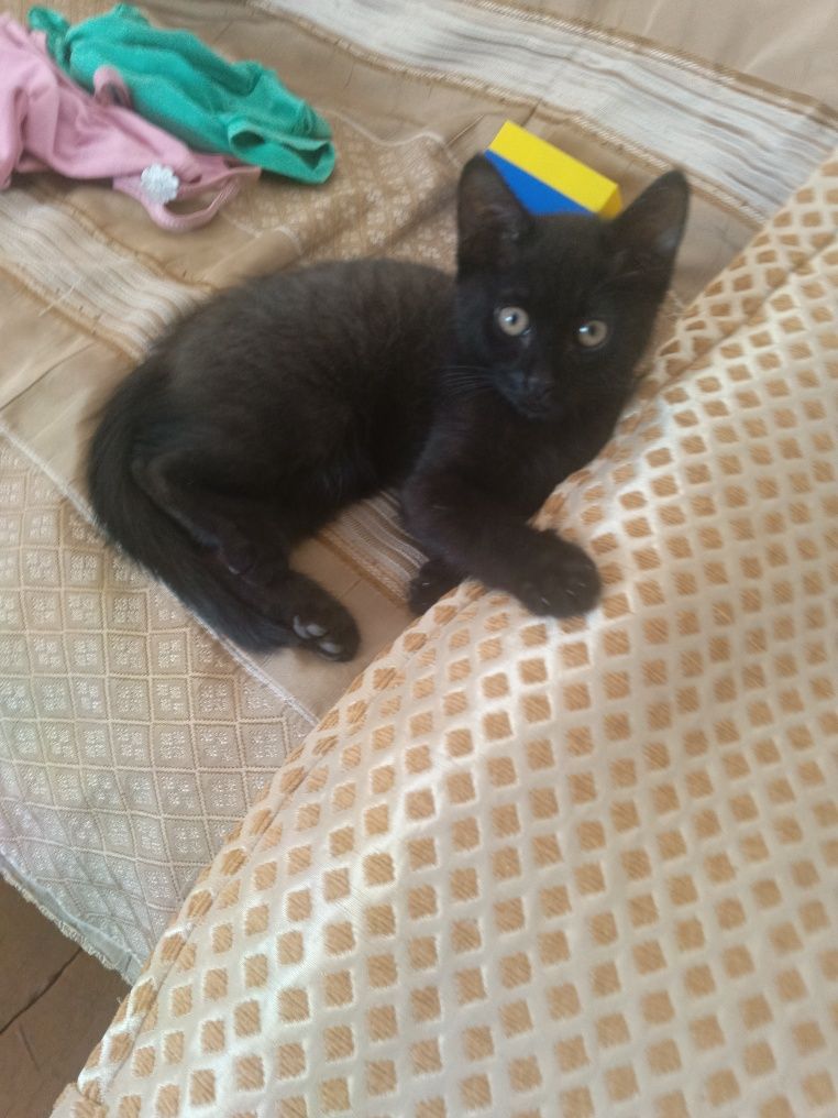 Котенок в хорошие руки
