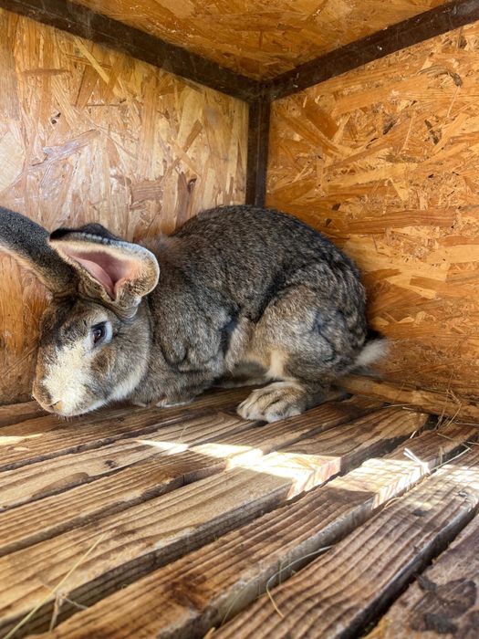 Iepure mascul uriaș german - 14 luni