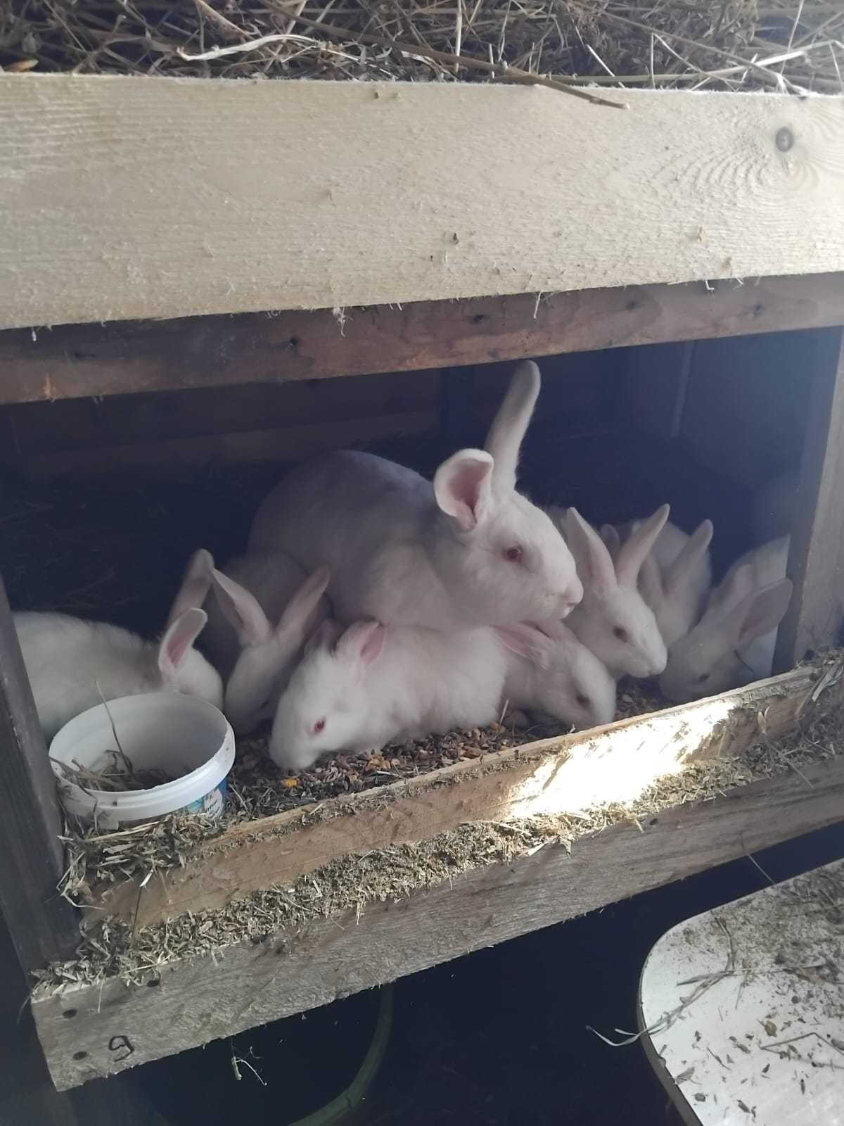 Iepuri din rasa Fluture German, Rex și Pannon alb