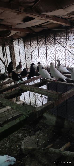 Продаются голуби по 50т