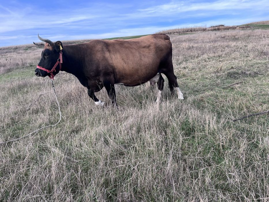 Vând Vacă  de 7 ani