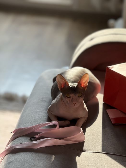 Отдам кошку породы сфинкс