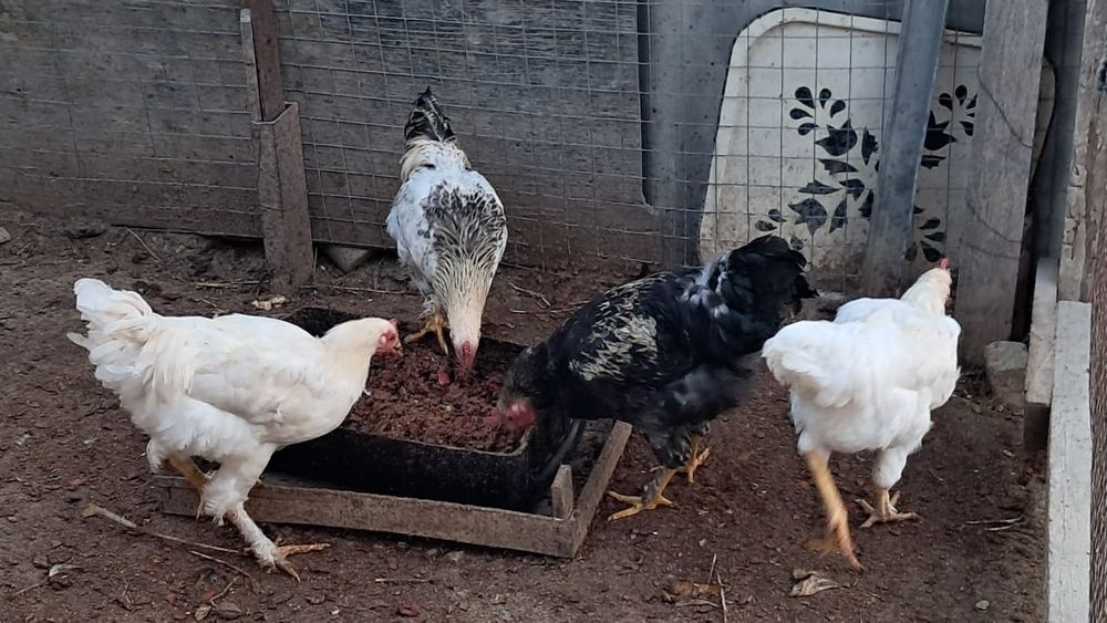 Тауық және әтештер сатылады(9 дана қалды)Продаются куры и петухи