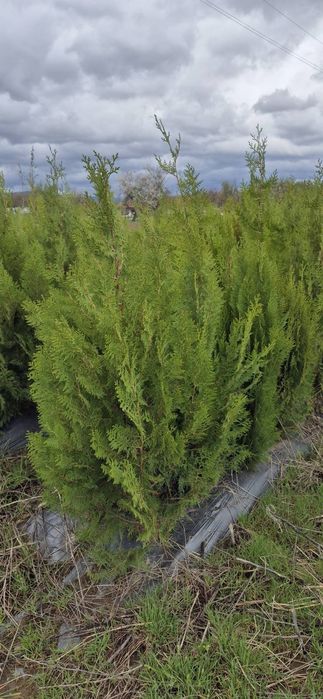 ТУЯ ИЗТОЧНА Висока 1.5м+