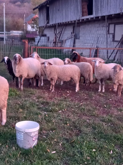 Oi carabase, bergamese