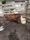 Vând tăuras angus și vițea bălțată ântercati