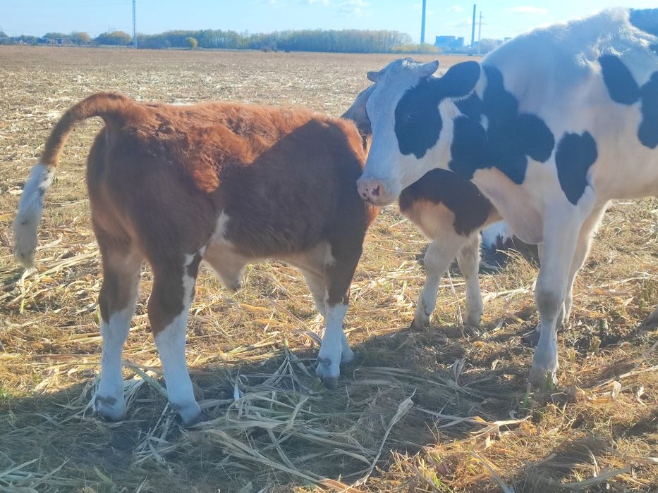 Vând vaci și vitele