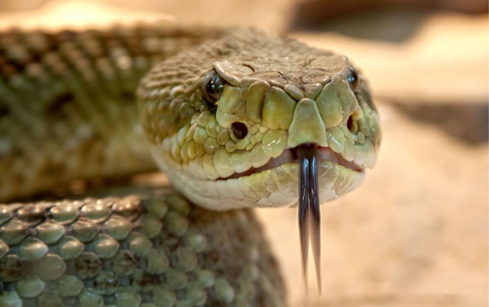 Дезинфекция скорпион змея  илон  чайон клапа таракан