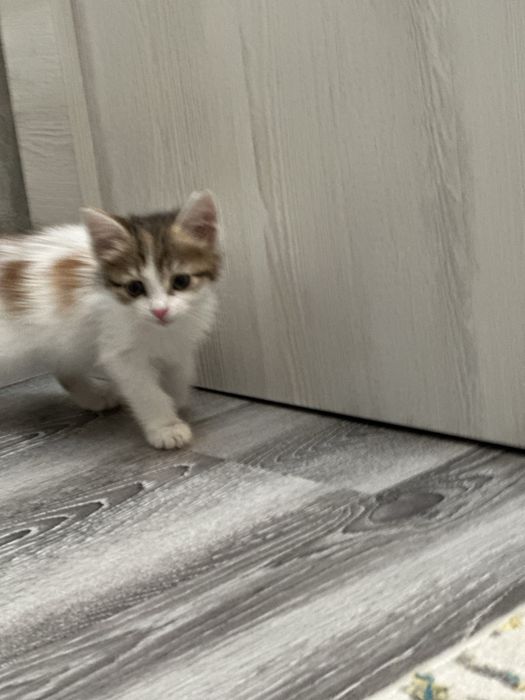 отдам котика в добрые руки