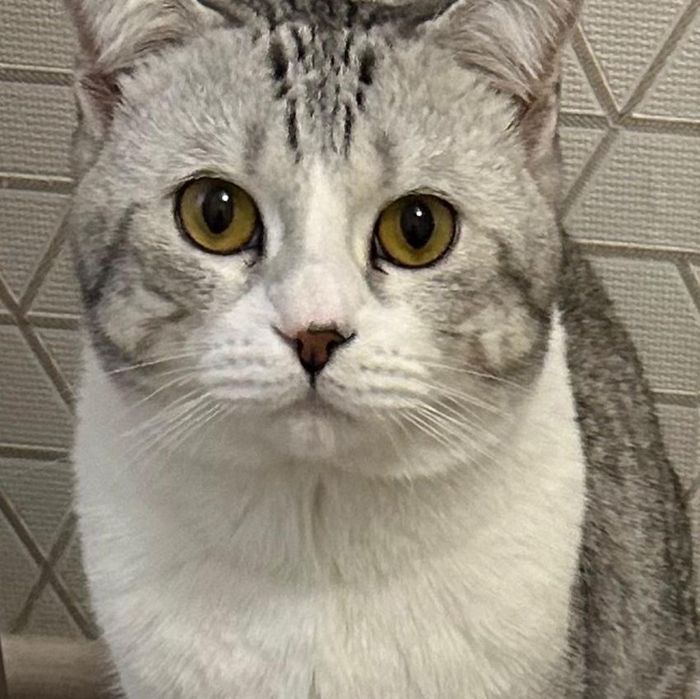 Отдам в добрые руки