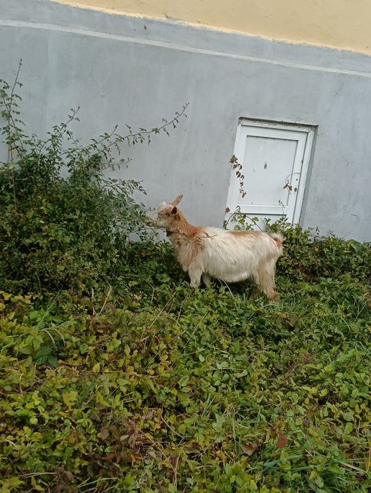 De vânzare capre românești