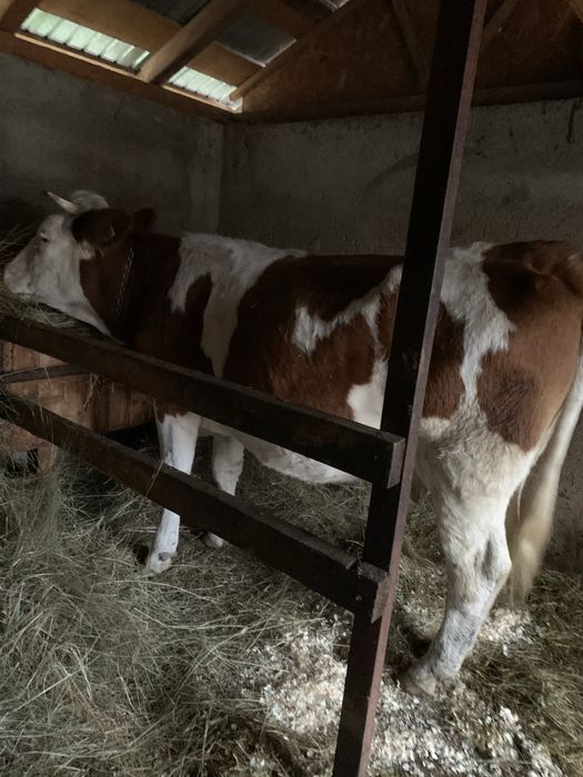 Vand vacă bălțată româneasvă